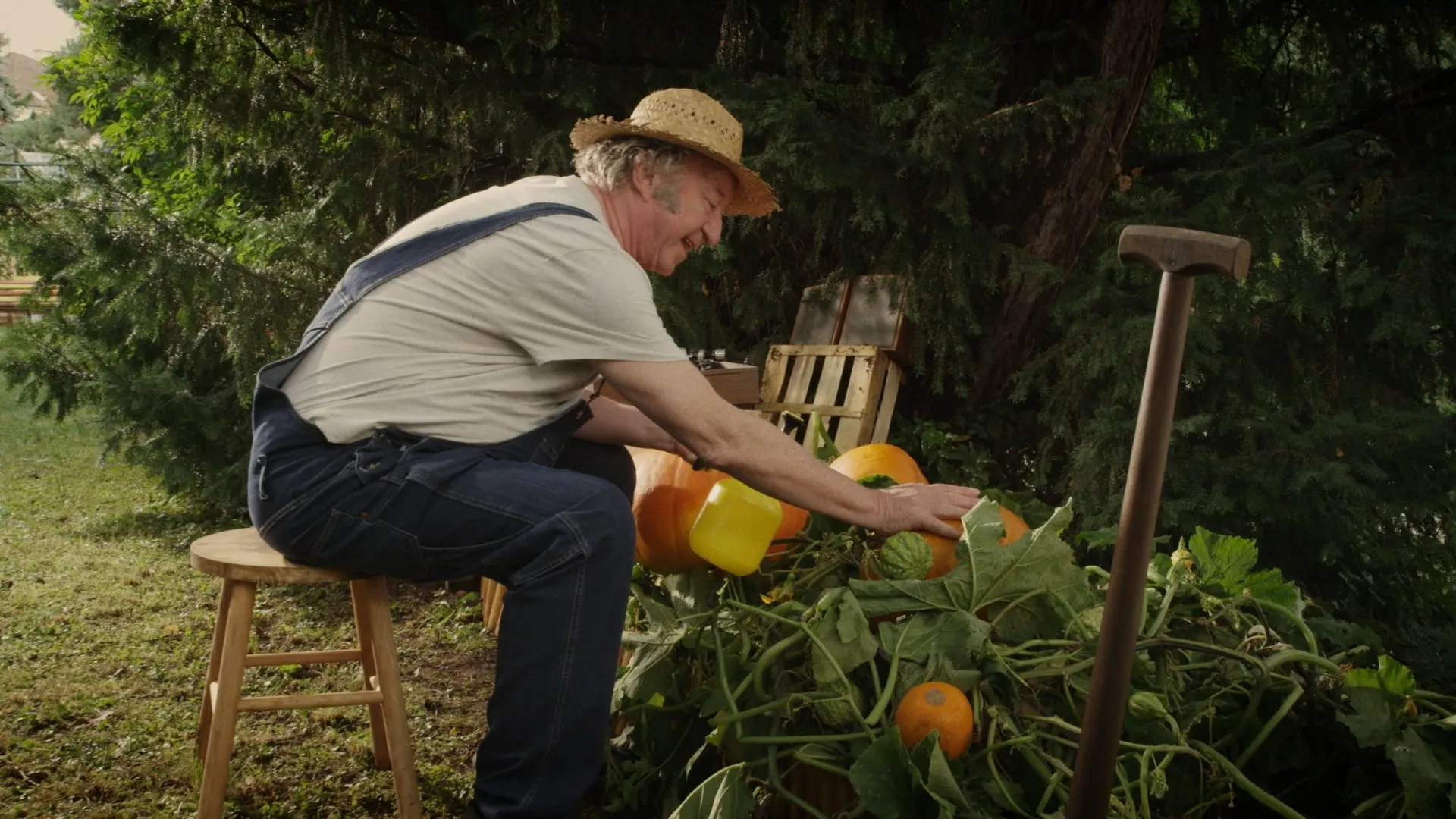 An older man in a straw hat sits on a stool and waters pumpkins in a garden bed from a yellow watering can