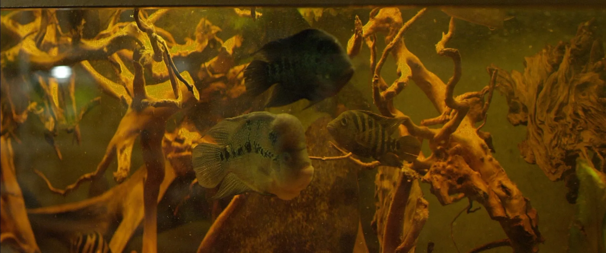 Fish swim in an aquarium among roots and driftwood in greenish water